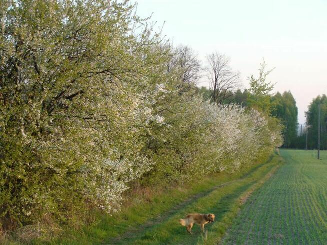 7 działek siedliskowo - inwestycyjnych o ogól. pow. 19,19 ha