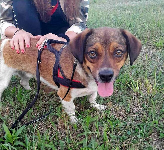 Bąbel, czekamy na odpowiedzialny dom