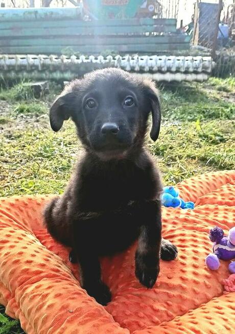 Maczek to ok.2 mcz przerażone maleństwo prosi o dom Lwie Ser