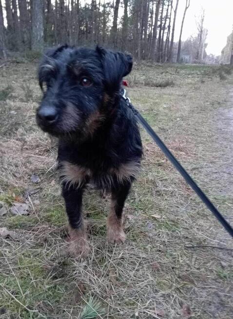 Pilne DS/Dt dla Rexa to piękkny ok.3 let.w typ.piesek Aga