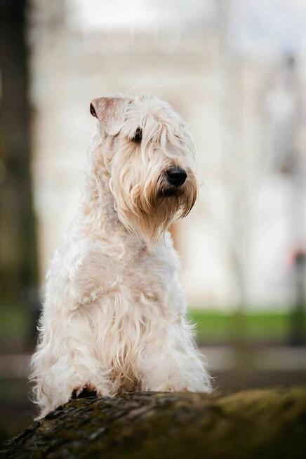 Irish soft coated wheaten terrier - terier pszeniczny