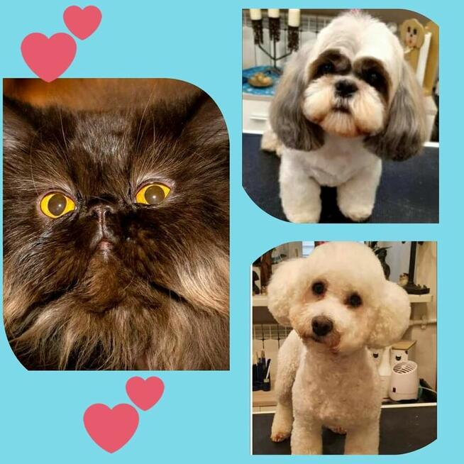 Salon Pielęgnacji psów i kotów HauMiał