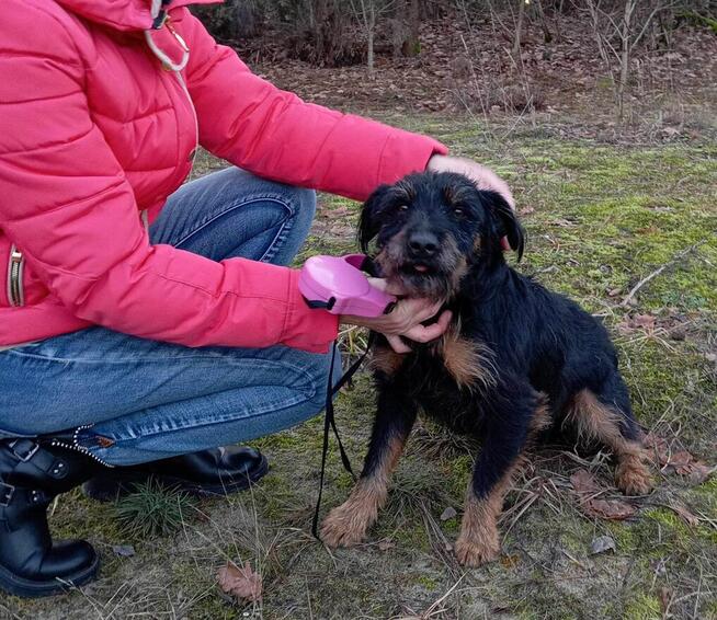 Pilne DS/Dt dla Rexa to piękkny ok.3 let.w typ.piesek Aga