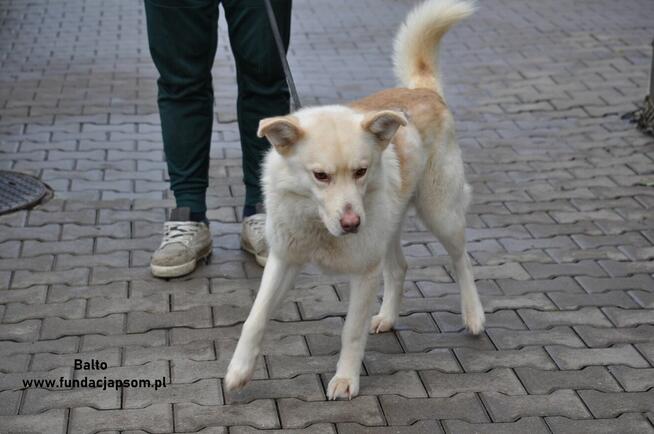 Balto - beżowy pies