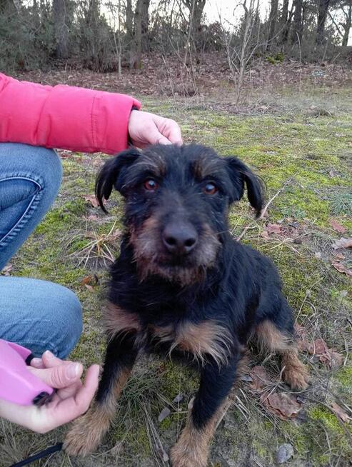 Pilne DS/Dt dla Rexa to piękkny ok.3 let.w typ.piesek Aga