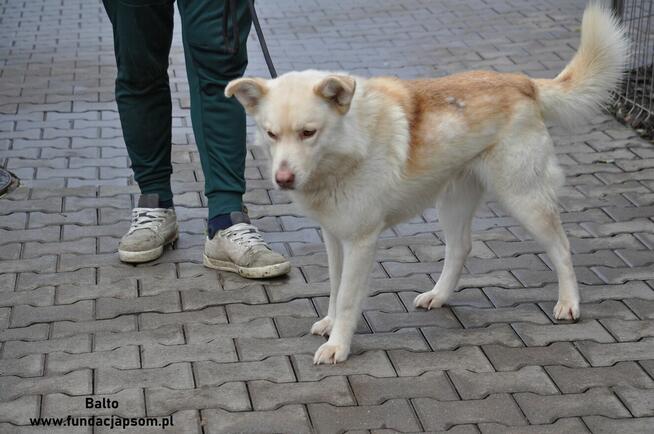 Balto - beżowy pies
