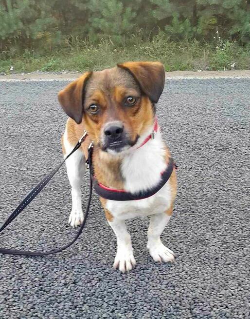 Bąbel, czekamy na odpowiedzialny dom