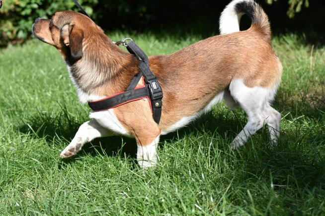 Bąbel, czekamy na odpowiedzialny dom