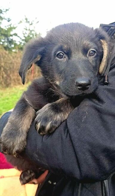 Maczek to ok.2 mcz przerażone maleństwo prosi o dom Lwie Ser