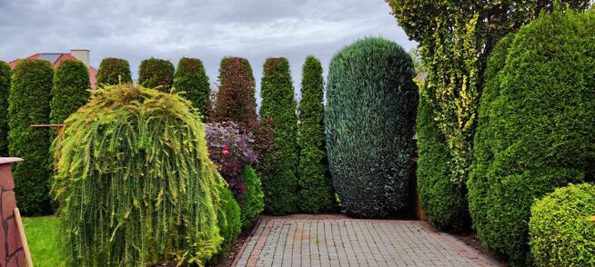 Usługi ogrodnicze Tech Garden przycinanie cięcie Thui (Tui)