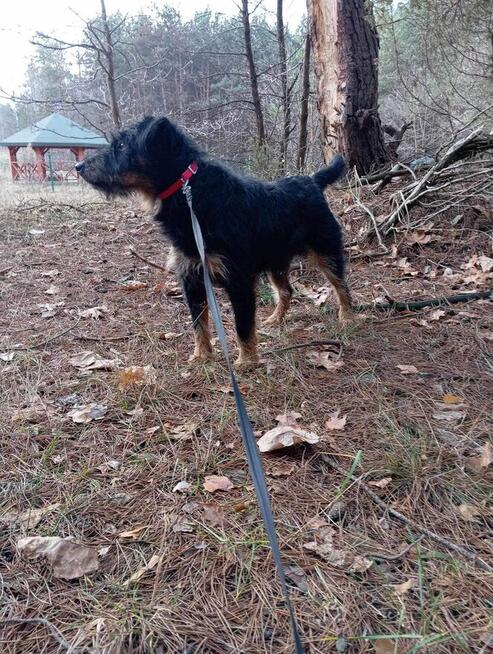 Pilne DS/Dt dla Rexa to piękkny ok.3 let.w typ.piesek Aga