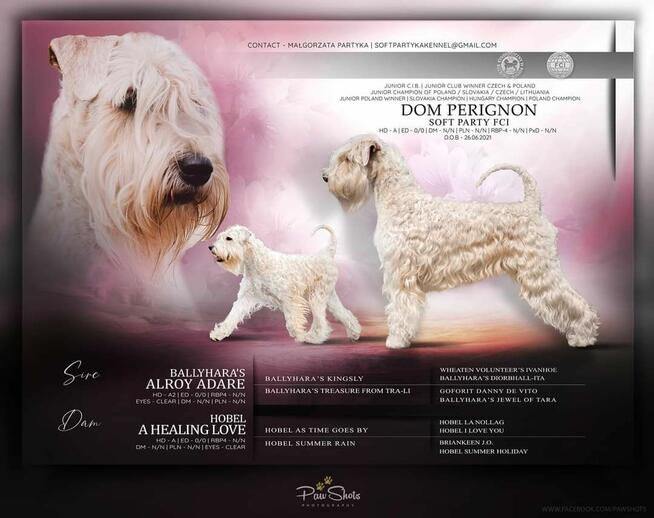 Irish soft coated wheaten terrier - terier pszeniczny