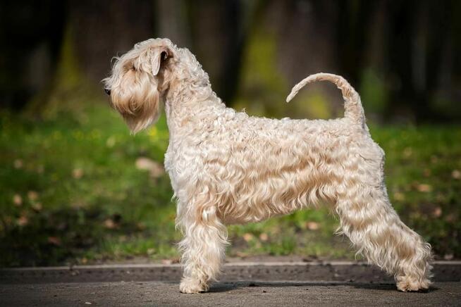 Irish soft coated wheaten terrier - terier pszeniczny