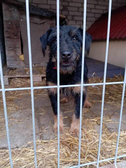 Pilne DS/Dt dla Rexa to piękkny ok.3 let.w typ.piesek Aga