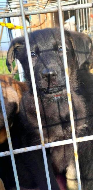 Maczek to ok.2 mcz przerażone maleństwo prosi o dom Lwie Ser