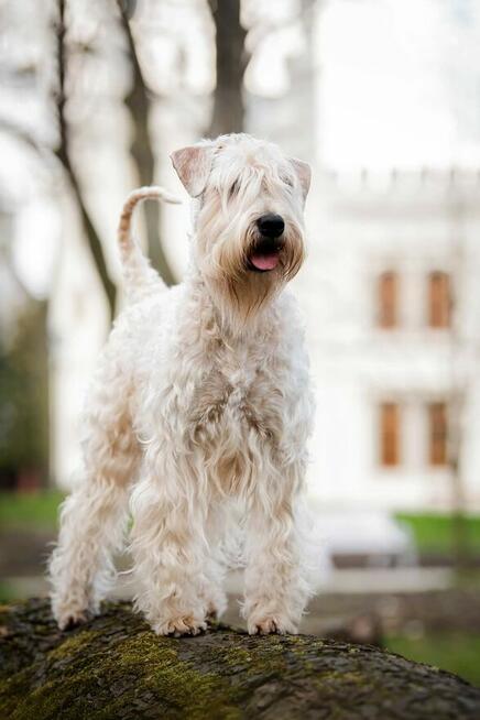 Irish soft coated wheaten terrier - terier pszeniczny