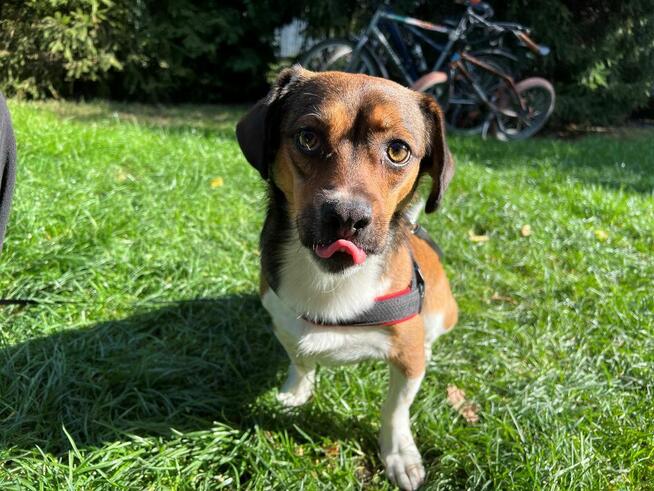 Bąbel, czekamy na odpowiedzialny dom