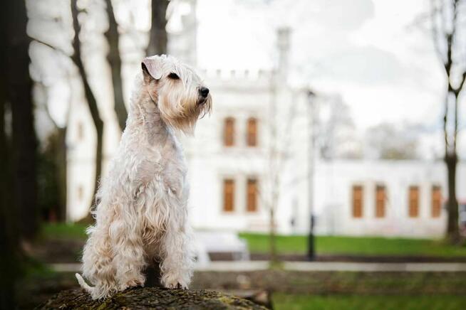 Irish soft coated wheaten terrier - terier pszeniczny