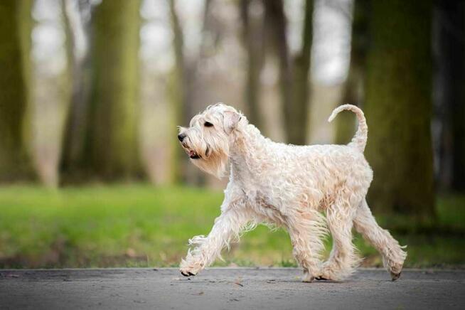 Irish soft coated wheaten terrier - terier pszeniczny