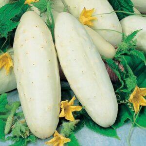 Ogórek rosyjski Palczik Gruziński odporny kolekcjonerskie