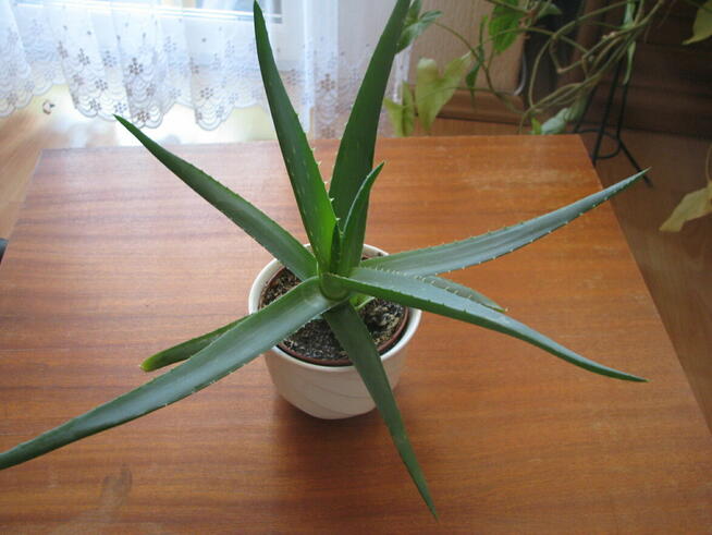 Aloes – piękna, zdrowa roślinka o właściwościach leczniczych