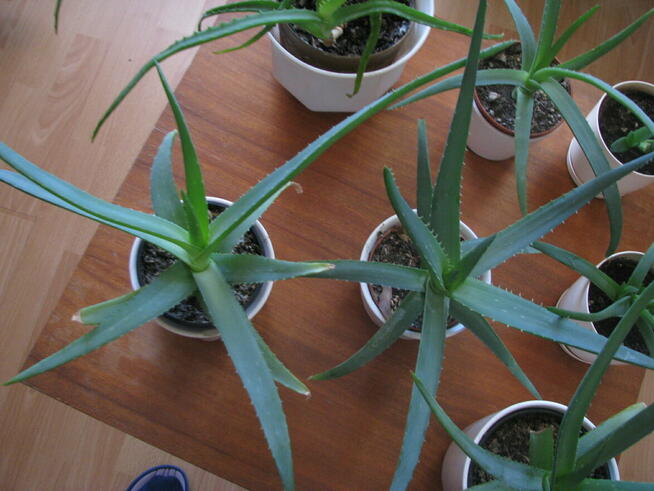 Aloes – piękna, zdrowa roślinka o właściwościach leczniczych