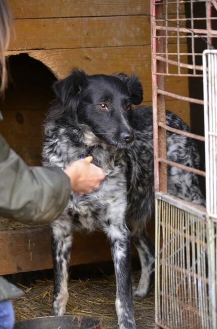 Mia to młoda, ok 2/3 let.suczka, pięknej urody Jolanta Mo