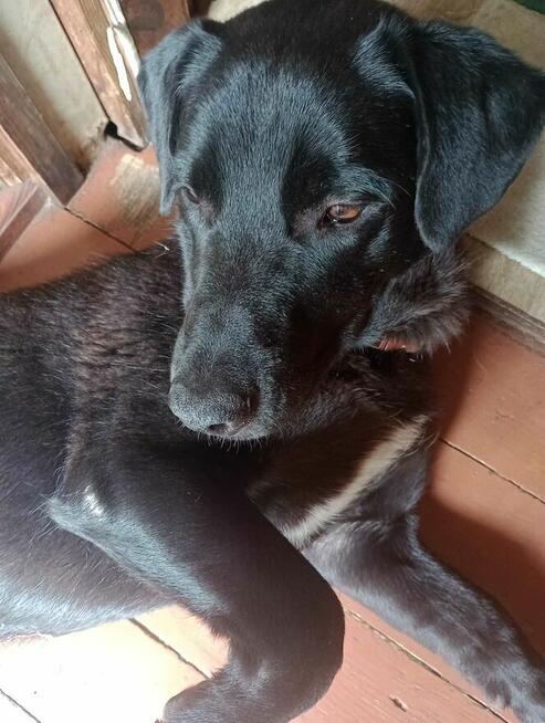 Portos - pies na medal szuka domu!