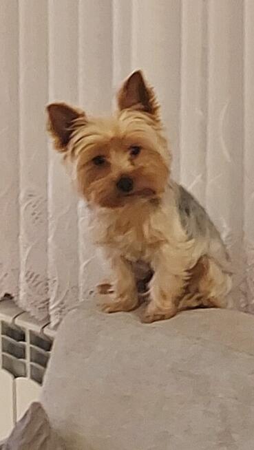 york -piesek zaginął-NAGRODA= 10.000 zł