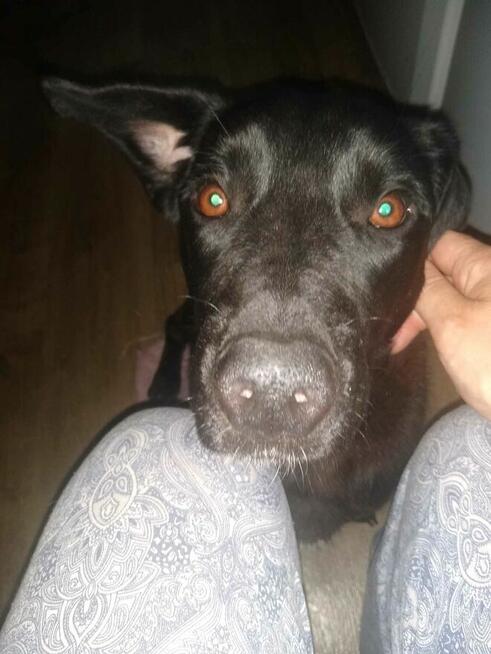 Portos - pies na medal szuka domu!