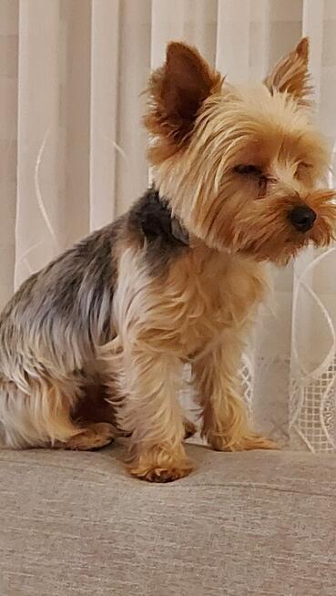 york -piesek zaginął-NAGRODA= 10.000 zł