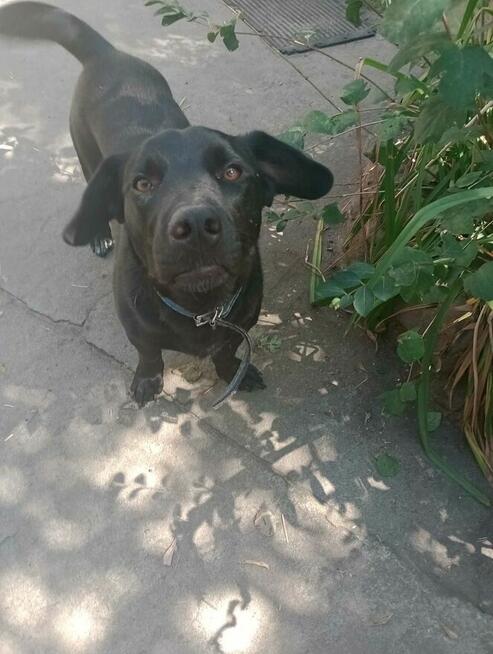 Portos - pies na medal szuka domu!