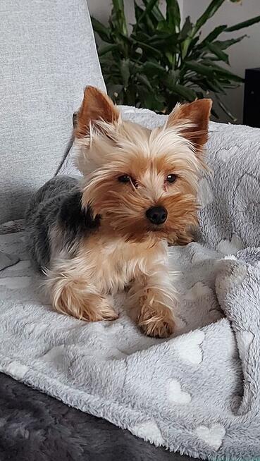 york -piesek zaginął-NAGRODA= 10.000 zł