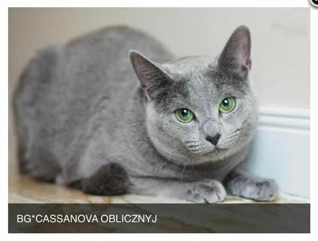 Kocięta Rrosyjskie Niebieskie - WCF