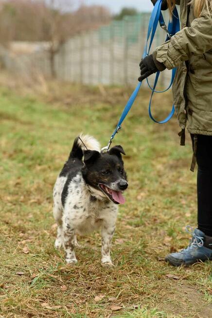 Wyjątkowy, smutny FELUŚ szuka kochającego domu !!