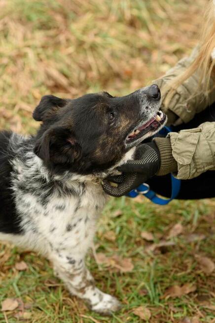 Wyjątkowy, smutny FELUŚ szuka kochającego domu !!