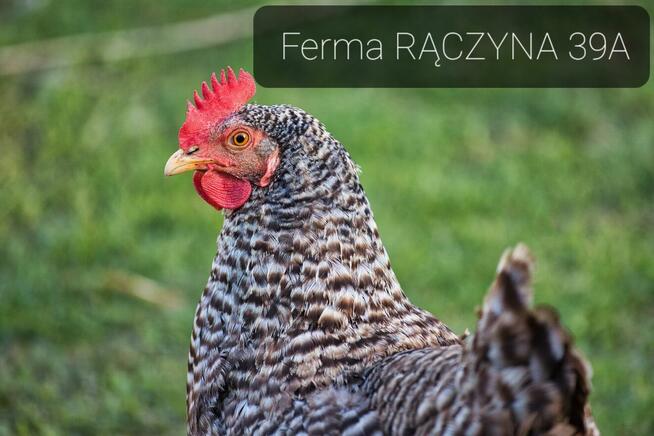 Kury kokoszki młode nioski kaczki perliczki gęsi brojlery