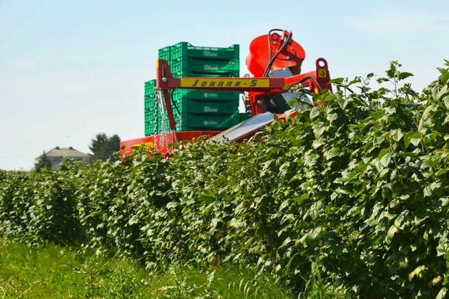 Półrzędowy kombajn do porzeczki, aronii, agrestu, jagody kam