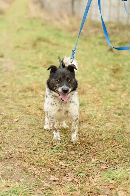 Śliczny, zrezygnowany FELUŚ szuka domu !!