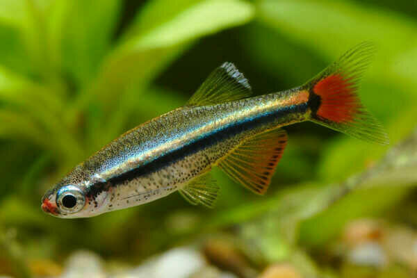 Kardynałek chiński rybka akwariowa