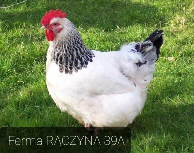 Kury kokoszki młode nioski kaczki perliczki gęsi brojlery