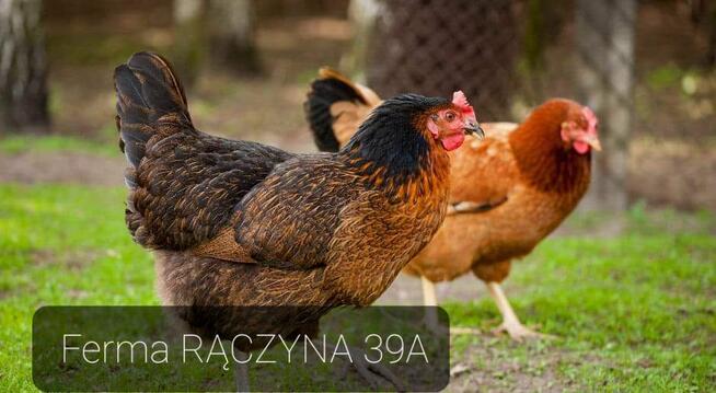 Kury kokoszki młode nioski kaczki perliczki gęsi brojlery
