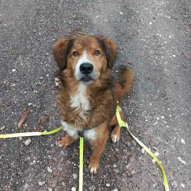 Red ok 4 let.śliczny psiak pilnie potrzebuje domu Kasia Sat.