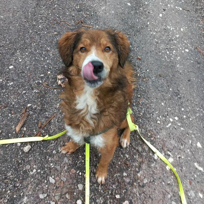 Red ok 4 let.śliczny psiak pilnie potrzebuje domu Kasia Sat.