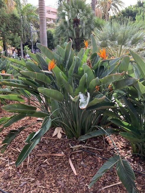 62 latek poszukuje kobiety na stale