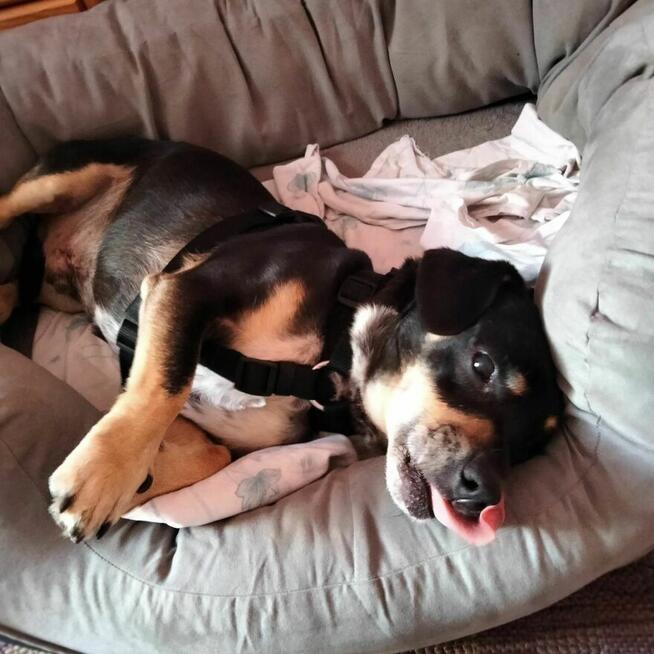 Roger ok 5 let.przekochny, malutki psiak czeka Alekskasndra M