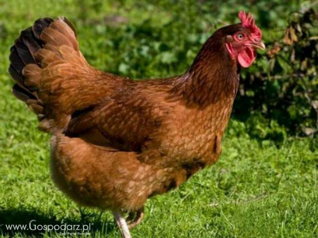 Kury kokoszki młode nioski kaczki gęsi perliczki