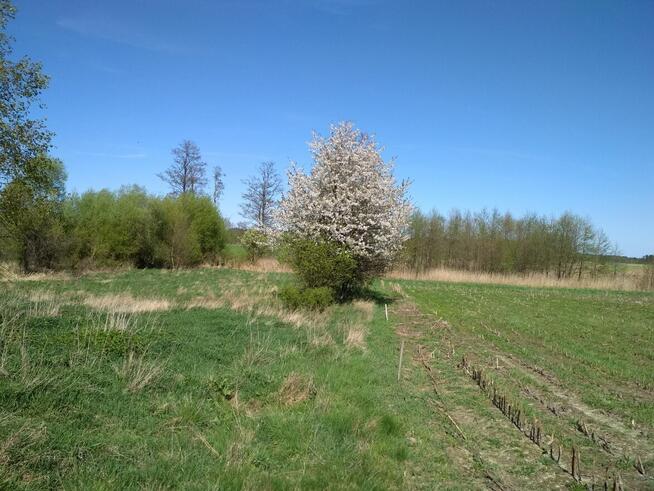 Działka budowlana Dobryłów gm.Ruda Huta
