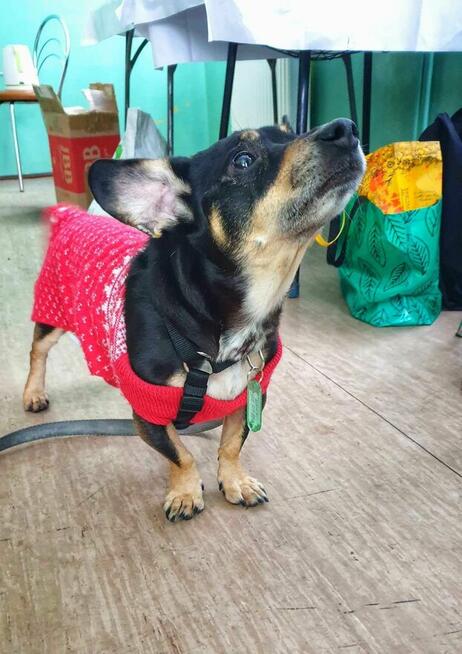 Roger ok 5 let.przekochny, malutki psiak czeka Alekskasndra M