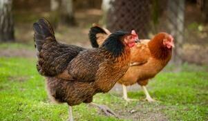 Kury nioski perliczki kaczki brojlery